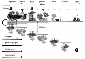 Natural_forest_regeneration_2016