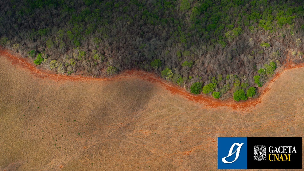 La principal amenaza para los bosques, el cambio de uso de suelo