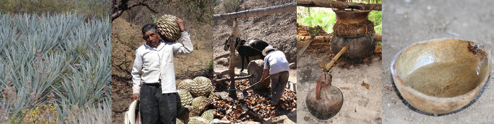 Manejo de Biodiversidad