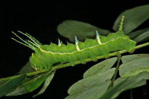Syssphinx pescadori (Saturniidae).