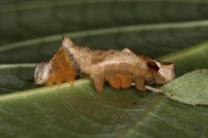 Orgya sp. (Lymantridae)